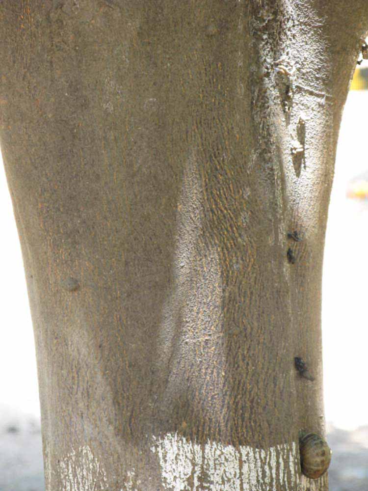            Bark (Dancy Weshart, Riverside, CA)   